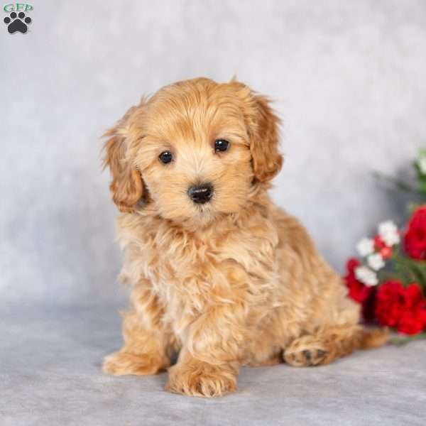 Edison, Maltipoo Puppy